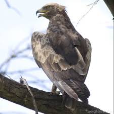 Attēlu rezultāti vaicājumam “Aquila pomarina”