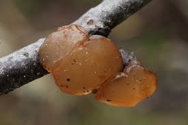 Attēlu rezultāti vaicājumam “Exidia repanda”