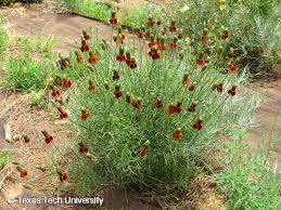 Image result for Ratibida columnifera