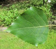 Attēlu rezultāti vaicājumam “Populus x canadensis”