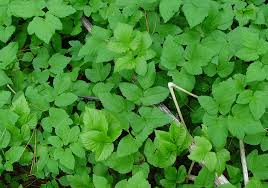 Attēlu rezultāti vaicājumam “Aegopodium podagraria”