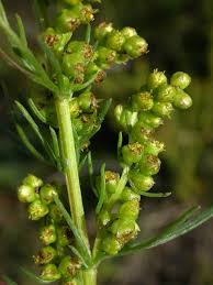 Attēlu rezultāti vaicājumam “Artemisia campestris”