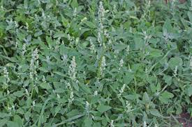 Image result for Chenopodium album