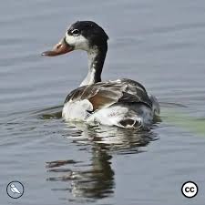 Attēlu rezultāti vaicājumam “Tadorna tadorna juvenile”