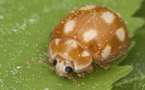 Attēlu rezultāti vaicājumam “Calvia decemguttata larva”