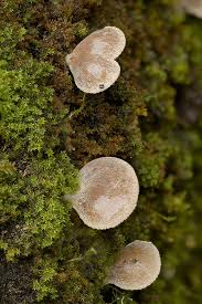 Attēlu rezultāti vaicājumam “Physarum auriscalpium spores”