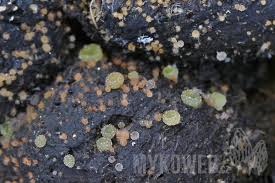 Attēlu rezultāti vaicājumam “Ascobolus furfuraceus”