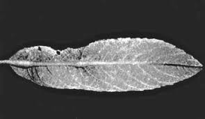 Image result for Jakub Jodko-Narkiewicz Kirlian