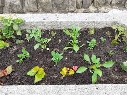 Image result for Lytchett Manor Smbc