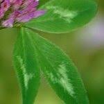 Attēlu rezultāti vaicājumam “Trifolium pratense leaf”