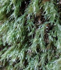 Attēlu rezultāti vaicājumam “Pohlia cruda sporophyte”