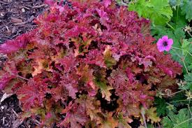 Image result for Heuchera Metallica
