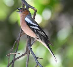 Attēlu rezultāti vaicājumam “Fringilla coelebs”