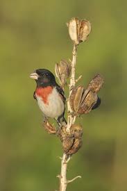 Image result for Pheucticus ludovicianus