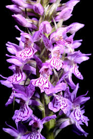 Attēlu rezultāti vaicājumam “Dactylorhiza majalis subsp. baltica”