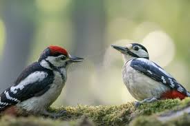 Attēlu rezultāti vaicājumam “Dendrocopos major”