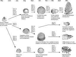 Attēlu rezultāti vaicājumam “Picea abies male flower”