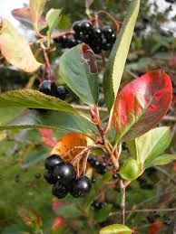 Attēlu rezultāti vaicājumam “Aronia melanocarpa”