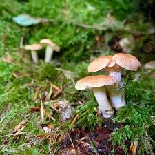 Attēlu rezultāti vaicājumam “Hydnum sp.”