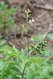 Attēlu rezultāti vaicājumam “Actaea spicata flower”