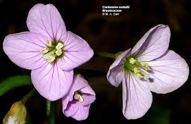 Attēlu rezultāti vaicājumam “Cruciferae”