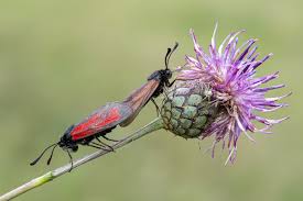 Attēlu rezultāti vaicājumam “Zygaena minos”