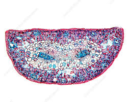 Attēlu rezultāti vaicājumam “Pinus sylvestris leaf”