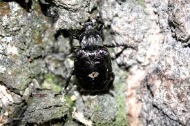 Attēlu rezultāti vaicājumam “Osmoderma barnabita”