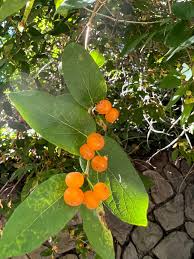 Attēlu rezultāti vaicājumam “Lonicera tatarica fruit”