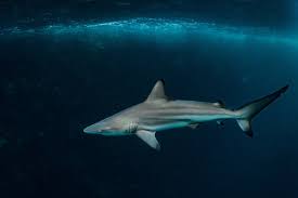 Image result for Carcharhinus limbatus
