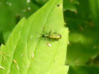 Attēlu rezultāti vaicājumam “Chrysanthia viridissima”