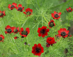 Image result for Adonis aestivalis