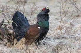 Attēlu rezultāti vaicājumam “Tetrao urogallus male”