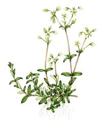 Attēlu rezultāti vaicājumam “Cerastium holosteoides”