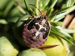 Attēlu rezultāti vaicājumam “Chlorochroa juniperina”
