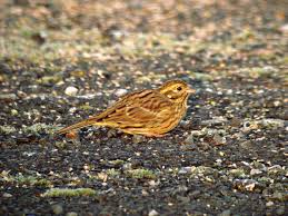 Attēlu rezultāti vaicājumam “Emberiza citrinella juvenile”