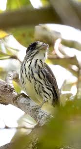 Attēlu rezultāti vaicājumam “Passeriformes”