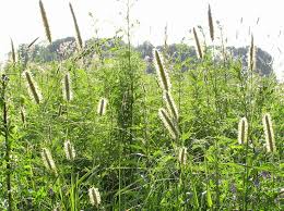 Attēlu rezultāti vaicājumam “Alopecurus pratensis”