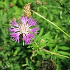 Attēlu rezultāti vaicājumam “Serratula tinctoria flower”