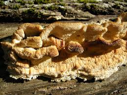 Attēlu rezultāti vaicājumam “Antrodia macra”