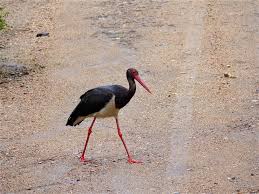 Attēlu rezultāti vaicājumam “Ciconia nigra”