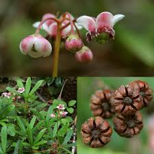 Attēlu rezultāti vaicājumam “Chimaphila umbellata fruit”