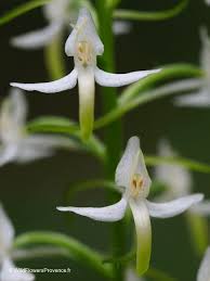 Attēlu rezultāti vaicājumam “Platanthera bifolia flower”