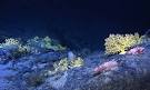 Protecting the Deep Sea - Pew Environment Group