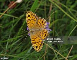 Attēlu rezultāti vaicājumam “Lasiommata megera female”