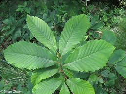 Attēlu rezultāti vaicājumam “Castanea sativa  leaf”