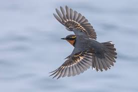 Image result for Ixoreus naevius