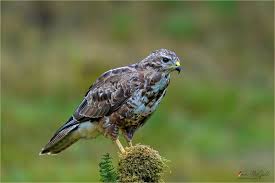 Attēlu rezultāti vaicājumam “Buteo buteo”