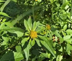Attēlu rezultāti vaicājumam “Bidens frondosa flower”