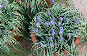 Attēlu rezultāti vaicājumam “Muscari botryoides leaf”